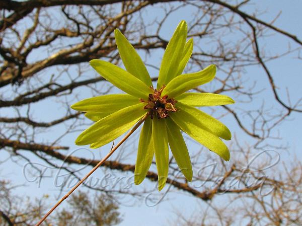 Fringed Bulb-Leaf Orchid